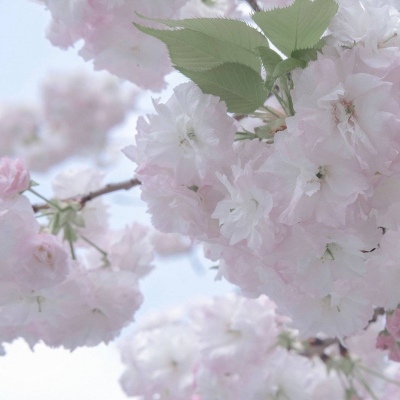 商河福瑞交流群